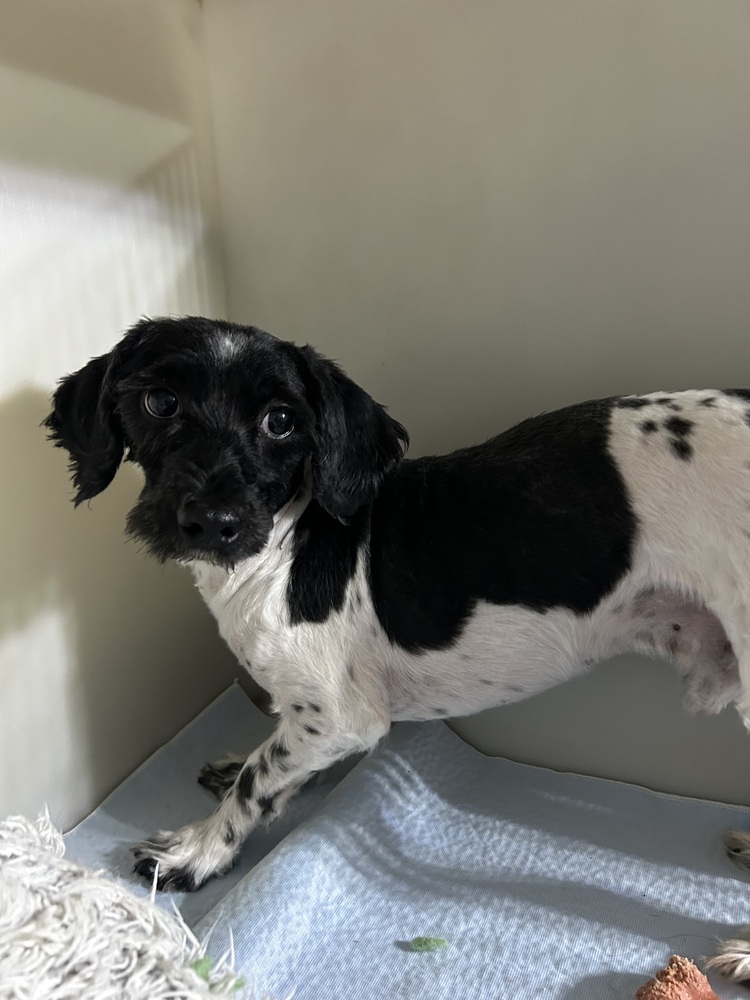 Taffy, an adoptable Havanese in Herriman, UT, 84096 | Photo Image 1