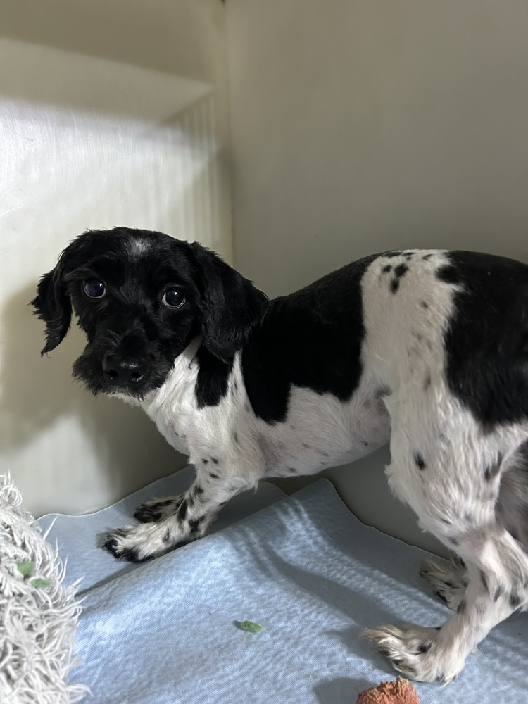 Taffy, an adoptable Havanese in Herriman, UT, 84096 | Photo Image 2