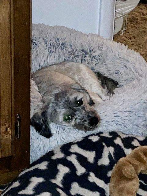 Sullivan, an adoptable Havanese in Herriman, UT, 84096 | Photo Image 2