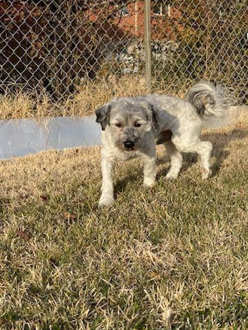 Sullivan, an adoptable Havanese in Herriman, UT, 84096 | Photo Image 3