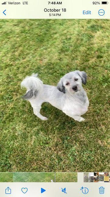 Sullivan, an adoptable Havanese in Herriman, UT, 84096 | Photo Image 5