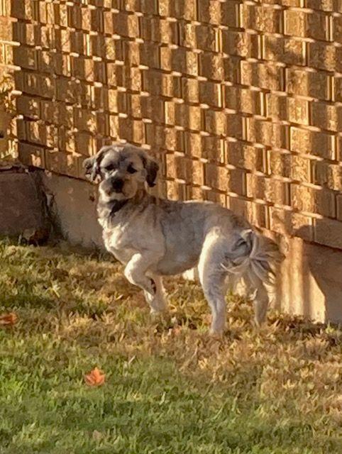 Sullivan, an adoptable Havanese in Herriman, UT, 84096 | Photo Image 6