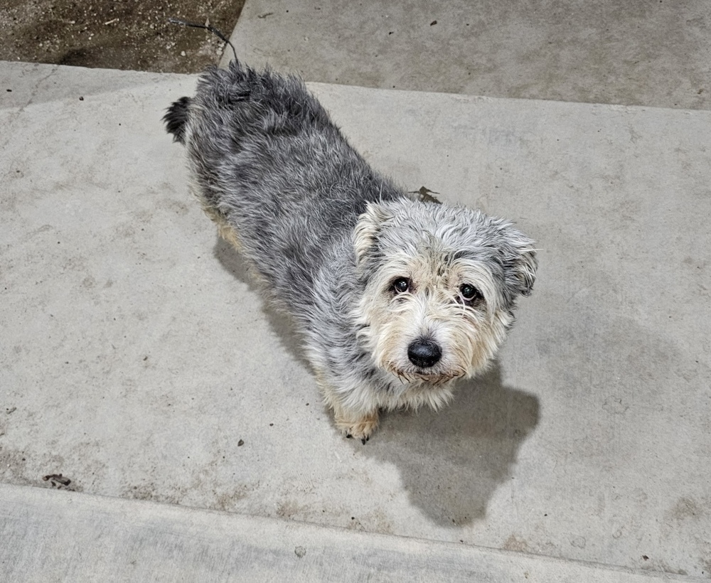 Tucker, an adoptable Schnauzer, Corgi in Herriman, UT, 84096 | Photo Image 1