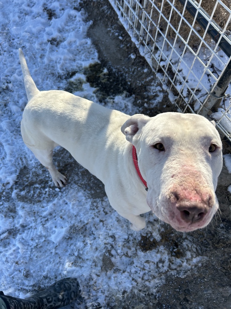 Mylo, an adoptable Dogo Argentino, Bull Terrier in Herriman, UT, 84096 | Photo Image 1
