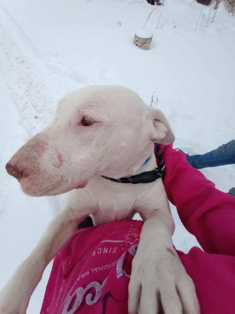 Mylo, an adoptable Dogo Argentino, Bull Terrier in Herriman, UT, 84096 | Photo Image 2