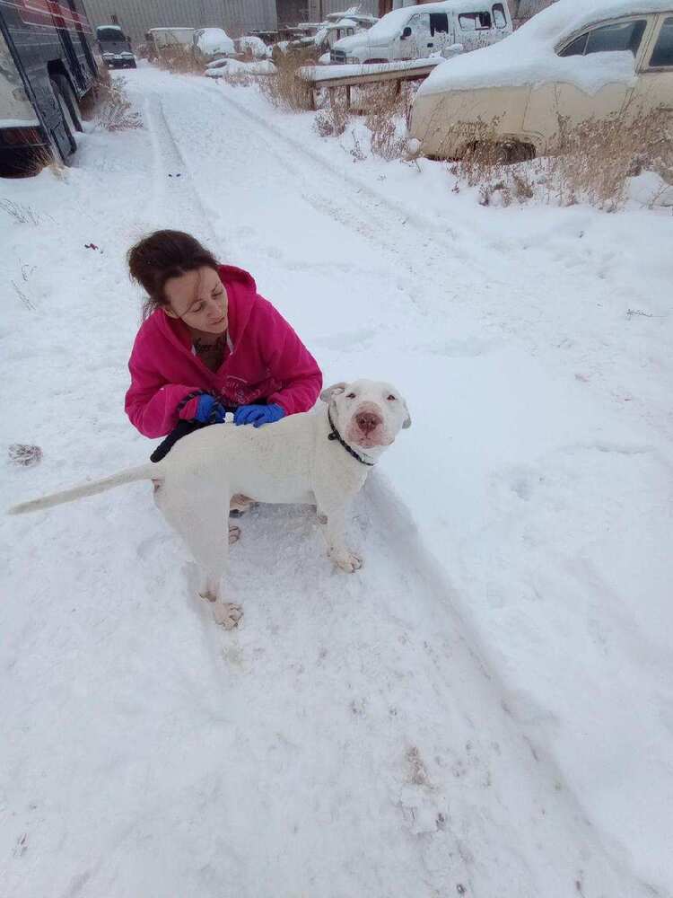Mylo, an adoptable Dogo Argentino, Bull Terrier in Herriman, UT, 84096 | Photo Image 3