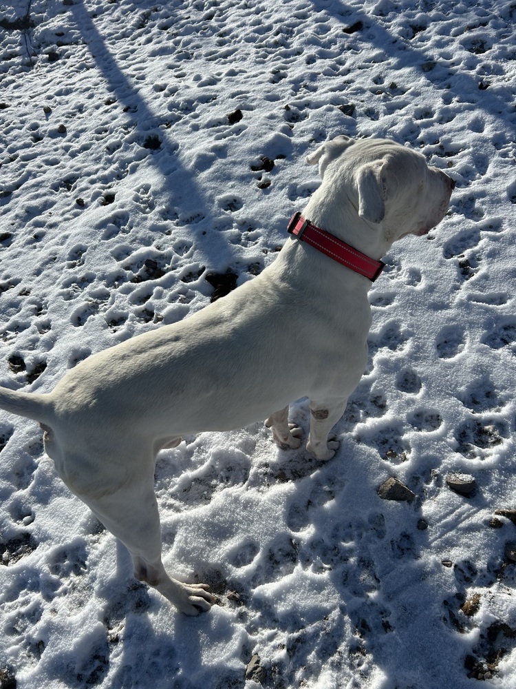 Mylo, an adoptable Dogo Argentino, Bull Terrier in Herriman, UT, 84096 | Photo Image 4