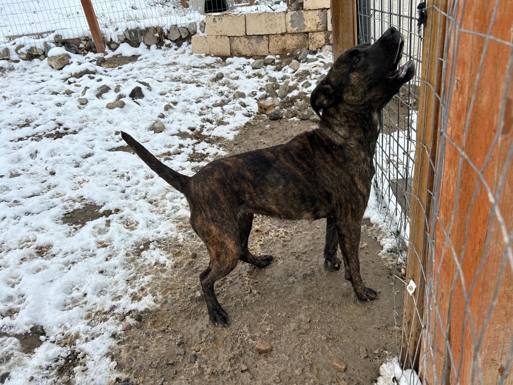 Nala, an adoptable Pit Bull Terrier in Herriman, UT, 84096 | Photo Image 2
