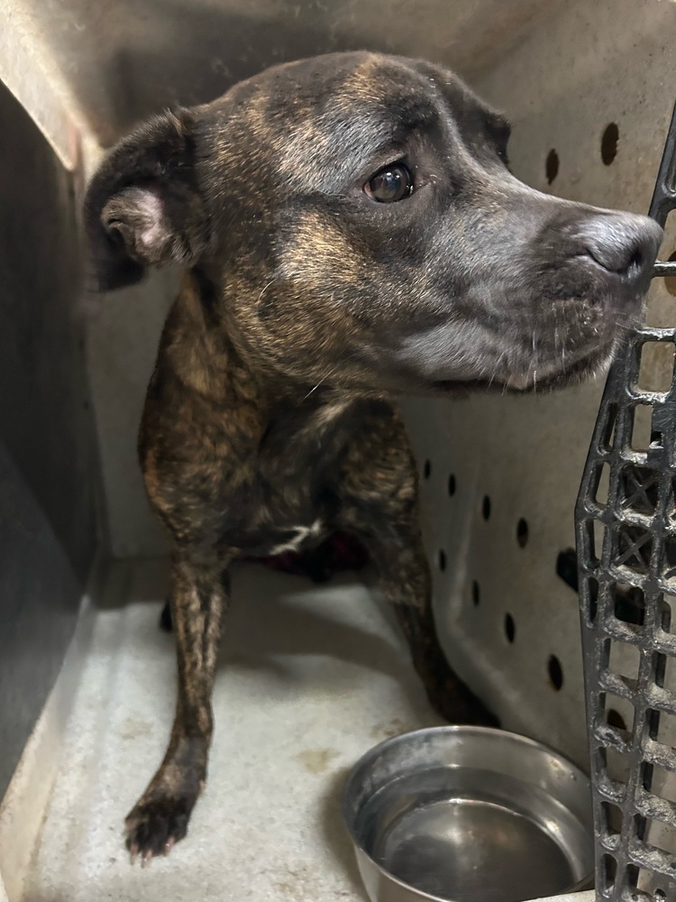 Nala, an adoptable Pit Bull Terrier in Herriman, UT, 84096 | Photo Image 3