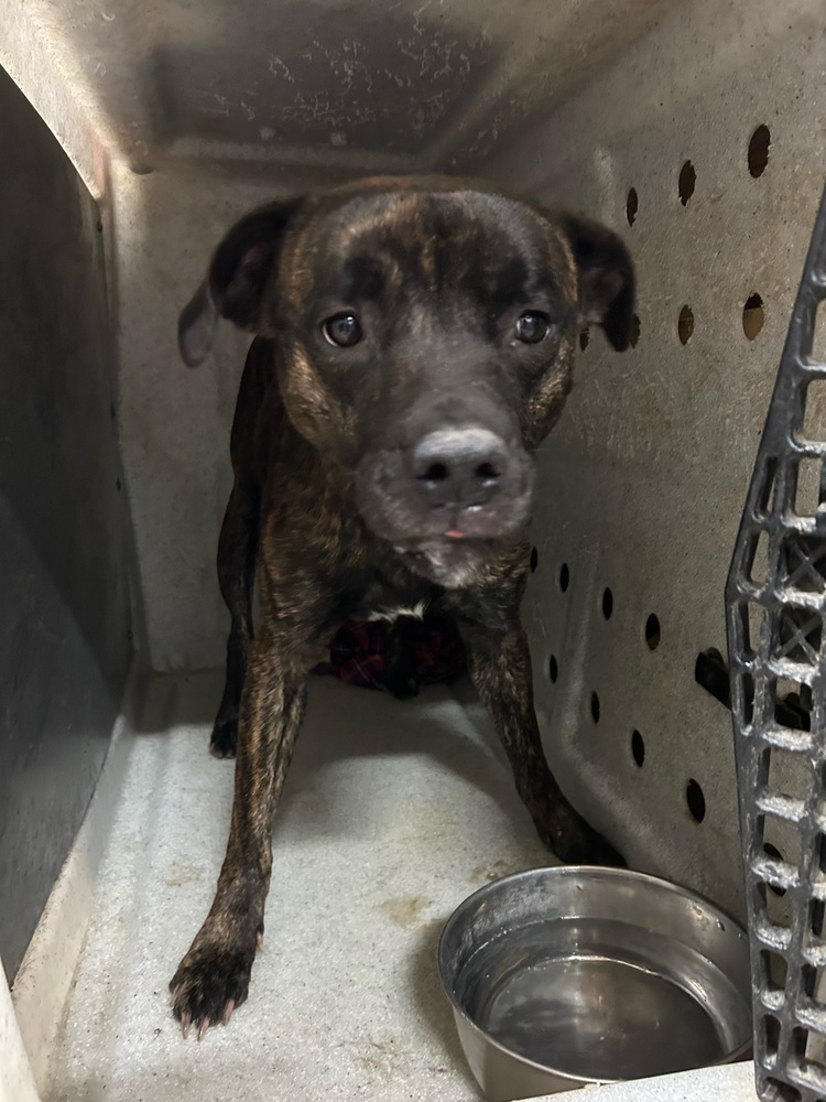 Nala, an adoptable Pit Bull Terrier in Herriman, UT, 84096 | Photo Image 4