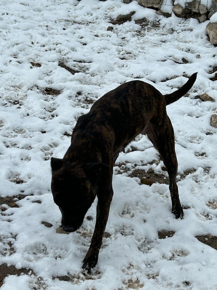 Nala, an adoptable Pit Bull Terrier in Herriman, UT, 84096 | Photo Image 5