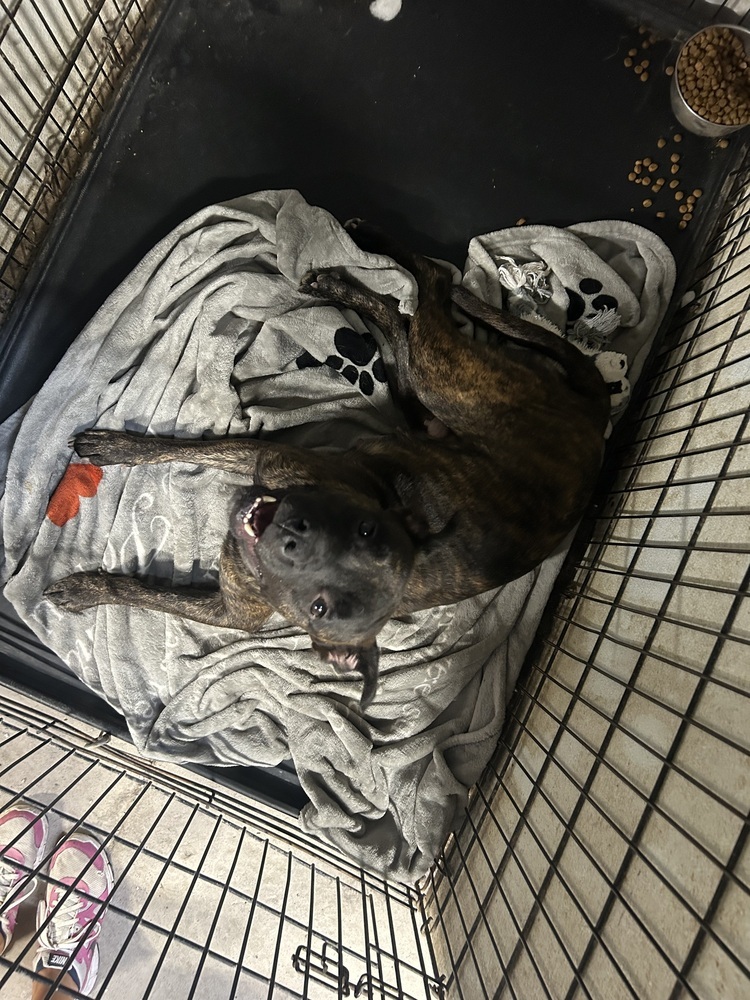 Nala, an adoptable Pit Bull Terrier in Herriman, UT, 84096 | Photo Image 6