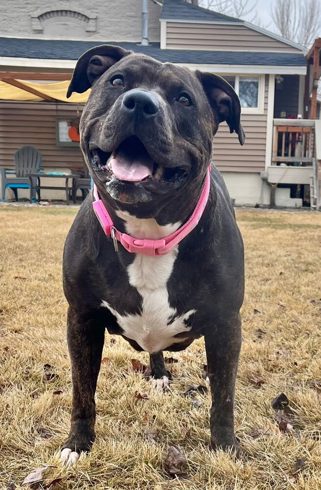 River, an adoptable Pit Bull Terrier in Herriman, UT, 84096 | Photo Image 1
