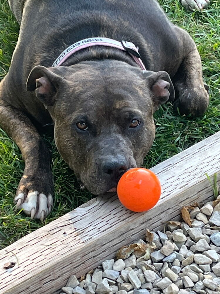 River, an adoptable Pit Bull Terrier in Herriman, UT, 84096 | Photo Image 2