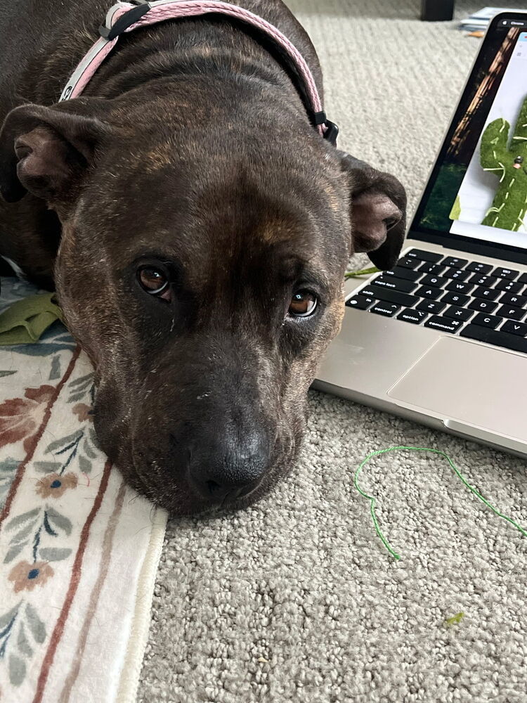 River, an adoptable Pit Bull Terrier in Herriman, UT, 84096 | Photo Image 3