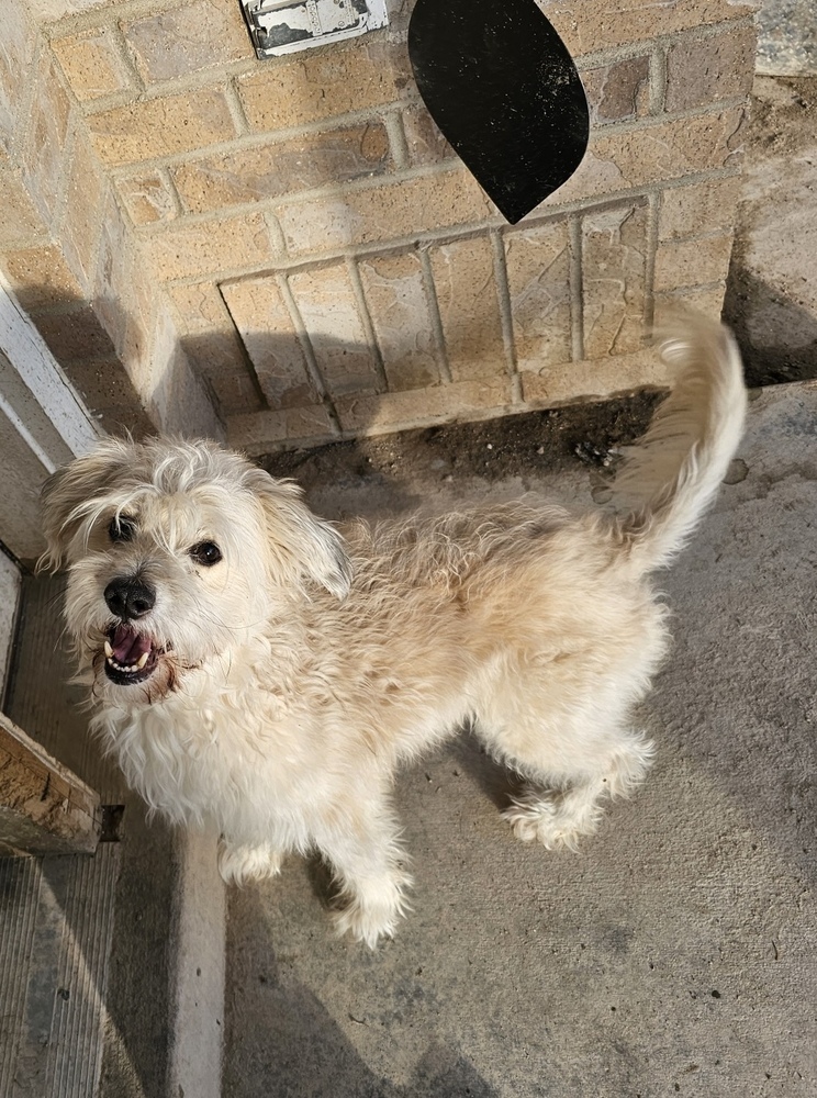 Rocky, an adoptable Poodle in Herriman, UT, 84096 | Photo Image 1