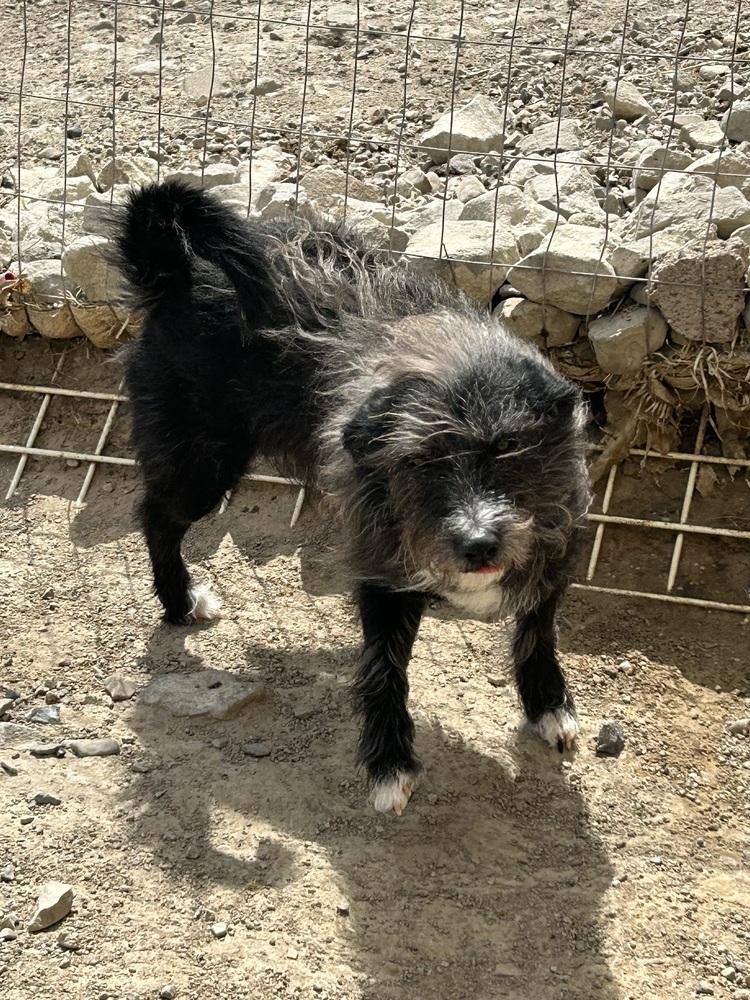 Spike, an adoptable Terrier in Herriman, UT, 84096 | Photo Image 1