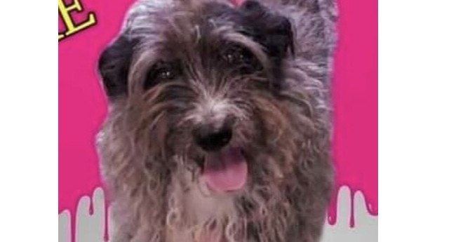 Spike, an adoptable Terrier in Herriman, UT, 84096 | Photo Image 2