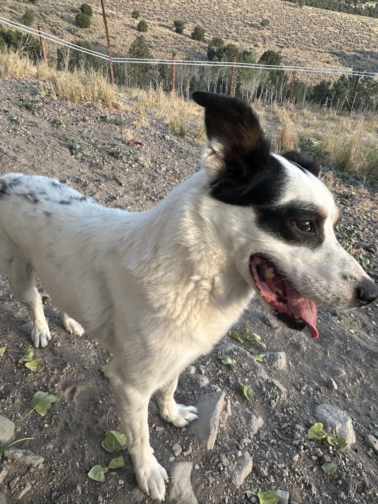 Bruno, an adoptable Pointer, Mixed Breed in Herriman, UT, 84096 | Photo Image 2