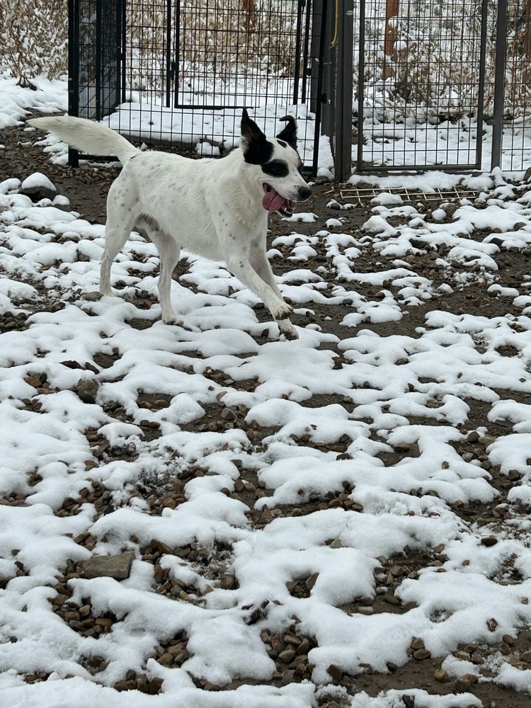 Bruno, an adoptable Pointer, Mixed Breed in Herriman, UT, 84096 | Photo Image 3