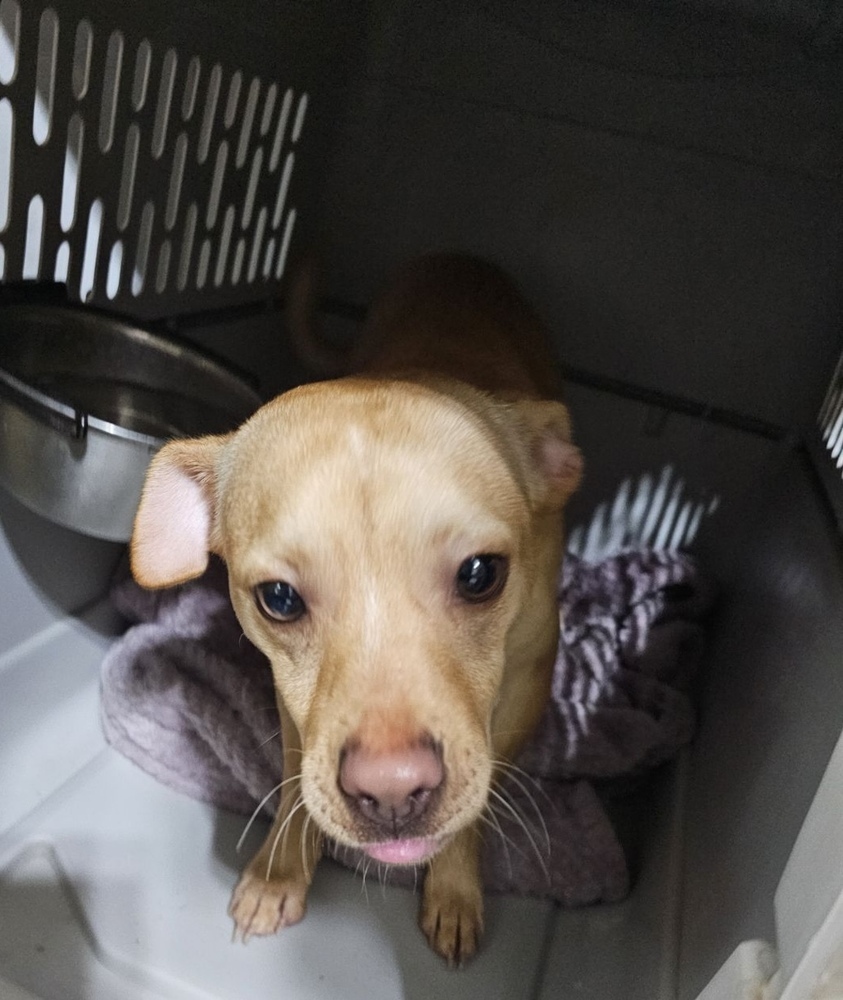 Thor, an adoptable Chihuahua in Herriman, UT, 84096 | Photo Image 1