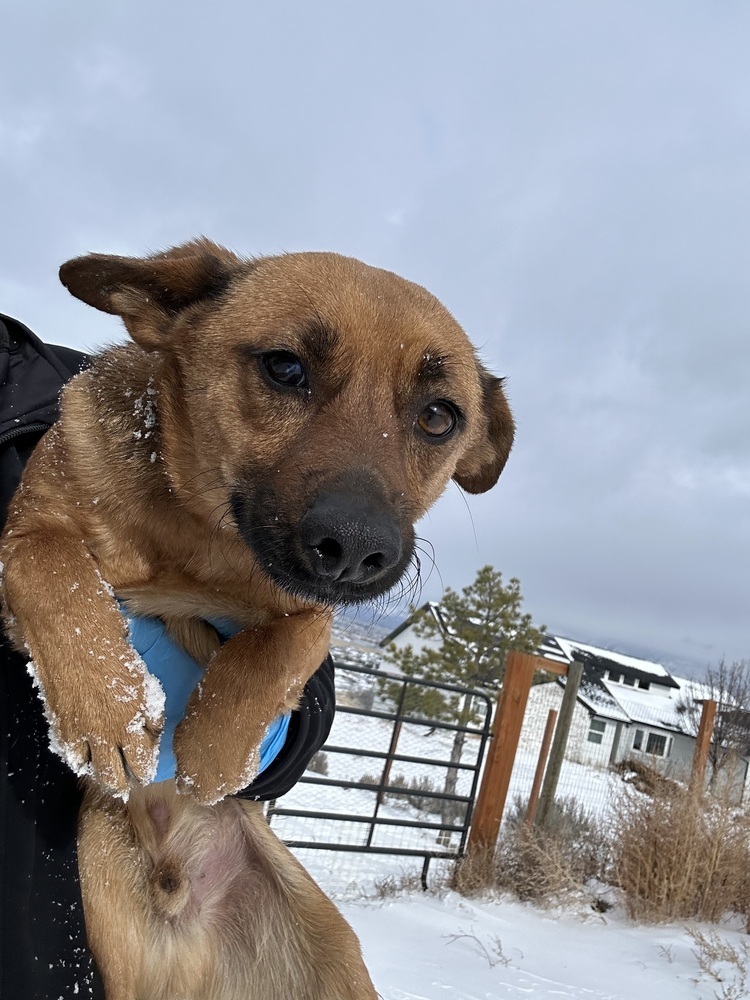 Crue, an adoptable German Shepherd Dog in Herriman, UT, 84096 | Photo Image 1