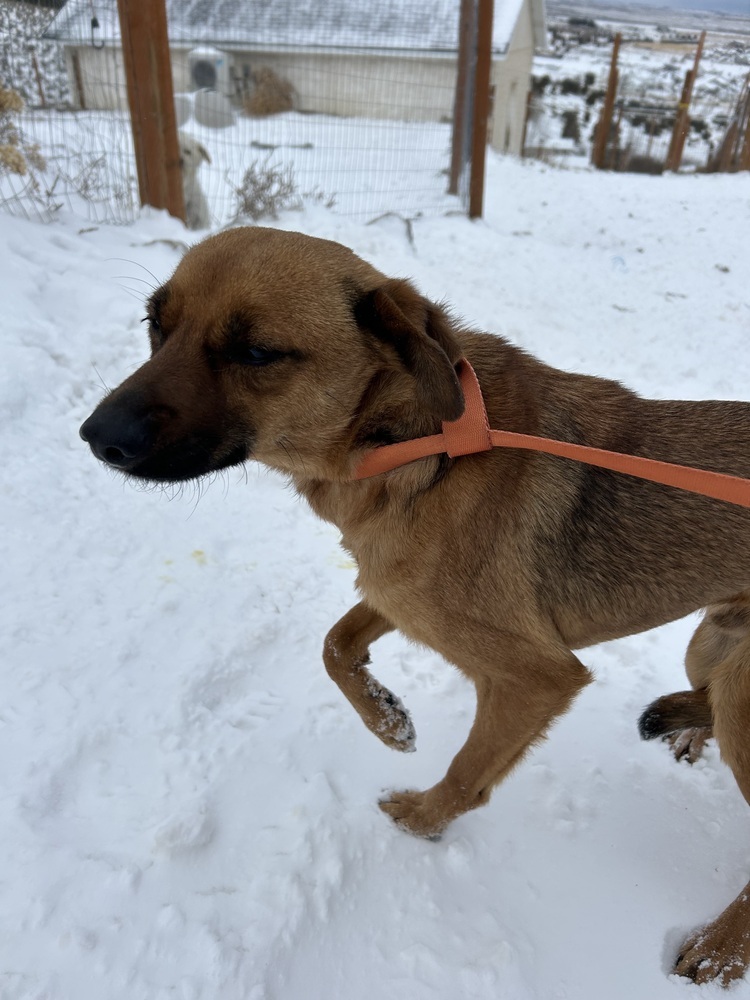 Crue, an adoptable German Shepherd Dog in Herriman, UT, 84096 | Photo Image 2