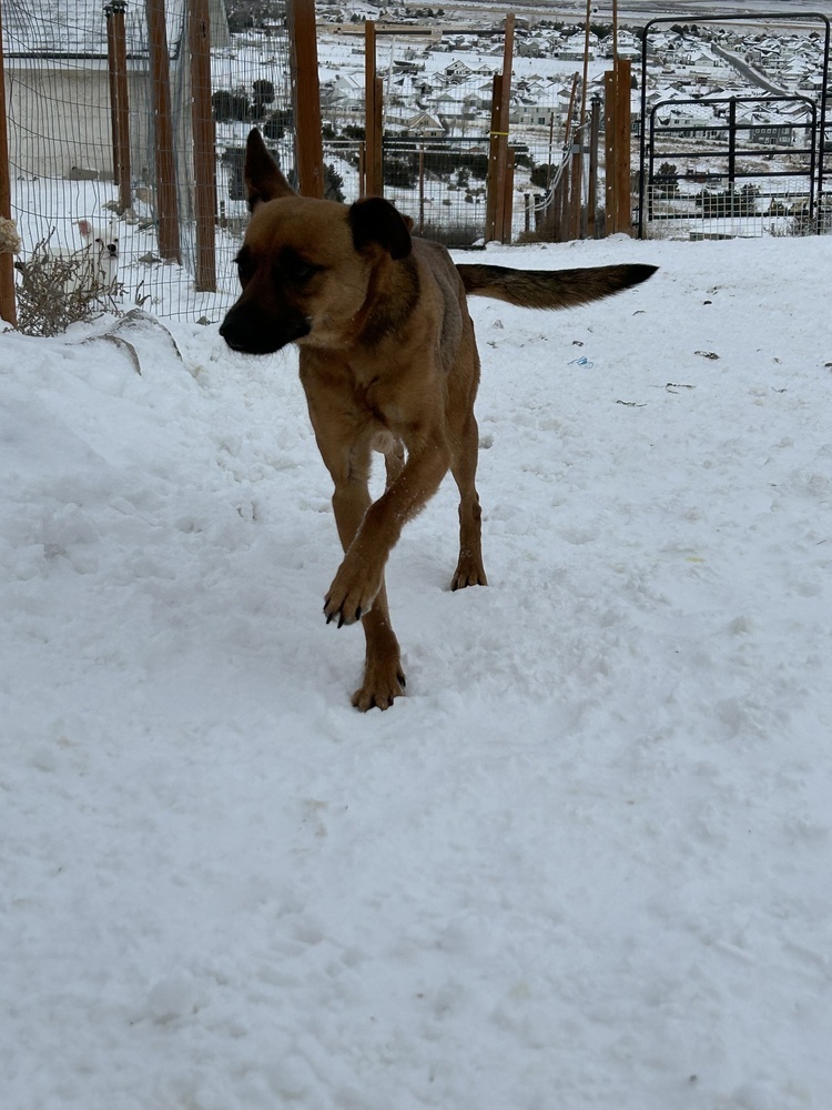 Crue, an adoptable German Shepherd Dog in Herriman, UT, 84096 | Photo Image 3
