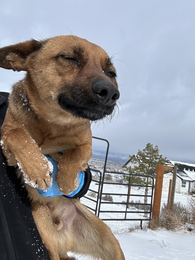 Crue, an adoptable German Shepherd Dog in Herriman, UT, 84096 | Photo Image 4