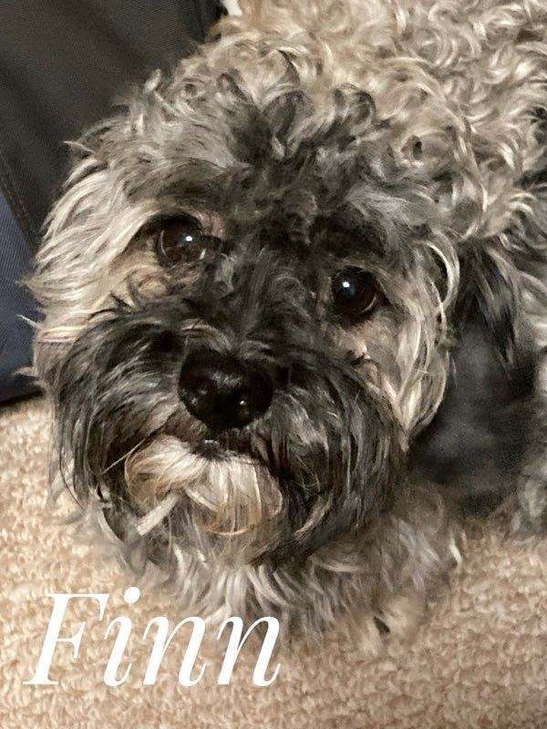 Wonka/Finn, an adoptable Havanese in Herriman, UT, 84096 | Photo Image 1