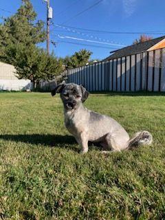 Wonka/Finn, an adoptable Havanese in Herriman, UT, 84096 | Photo Image 4