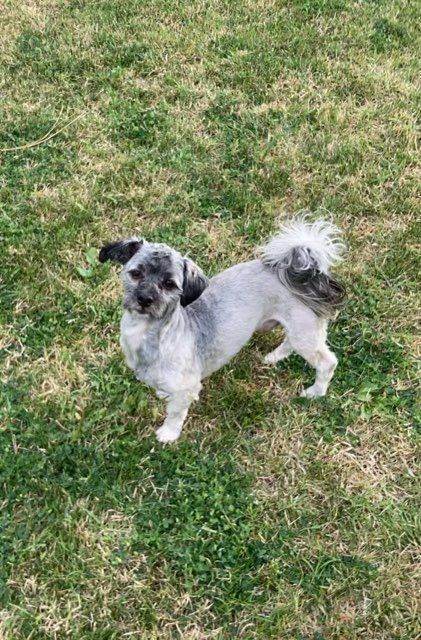 Wonka/Finn, an adoptable Havanese in Herriman, UT, 84096 | Photo Image 5