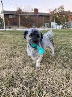 Wonka/Finn, an adoptable Havanese in Herriman, UT, 84096 | Photo Image 6