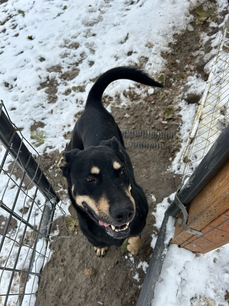 Maple, an adoptable German Shepherd Dog, Husky in Herriman, UT, 84096 | Photo Image 1