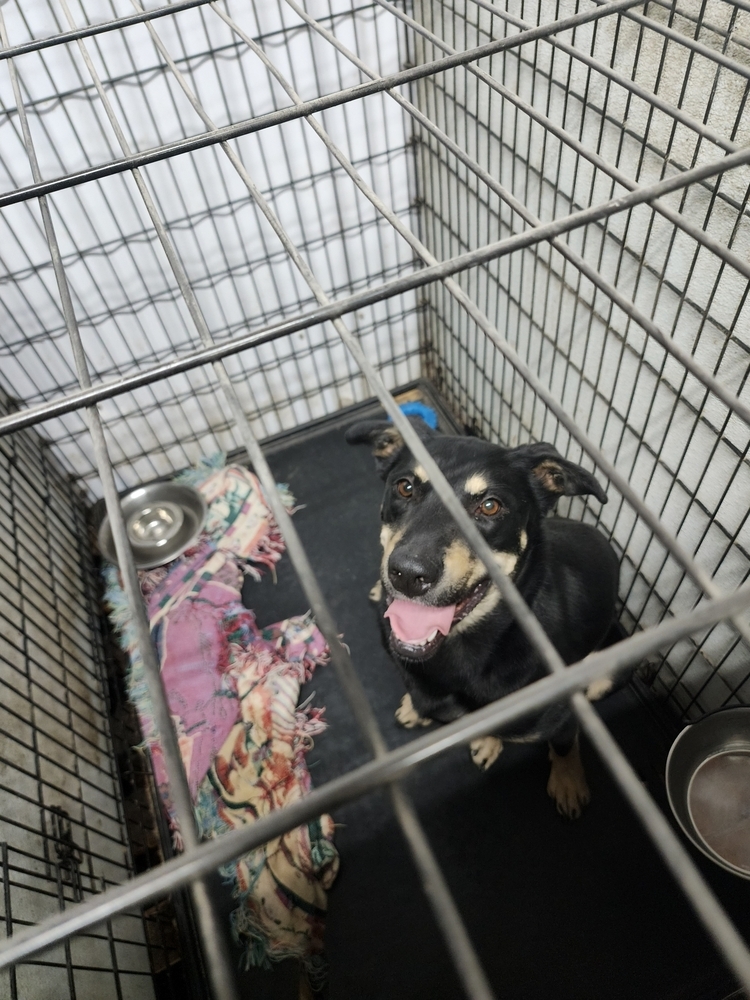 Maple, an adoptable German Shepherd Dog, Husky in Herriman, UT, 84096 | Photo Image 2