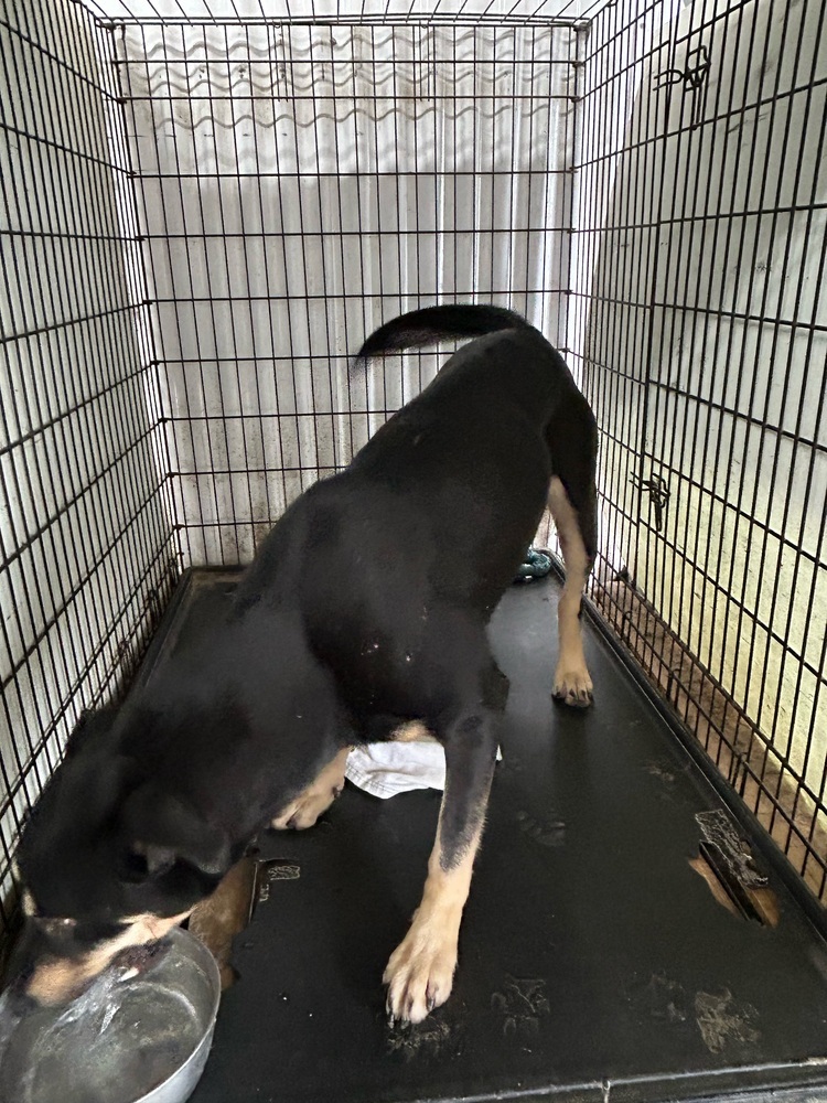 Maple, an adoptable German Shepherd Dog, Husky in Herriman, UT, 84096 | Photo Image 3