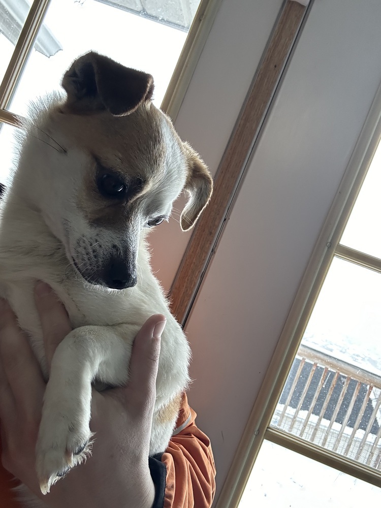 Cash, an adoptable Chihuahua in Herriman, UT, 84096 | Photo Image 1