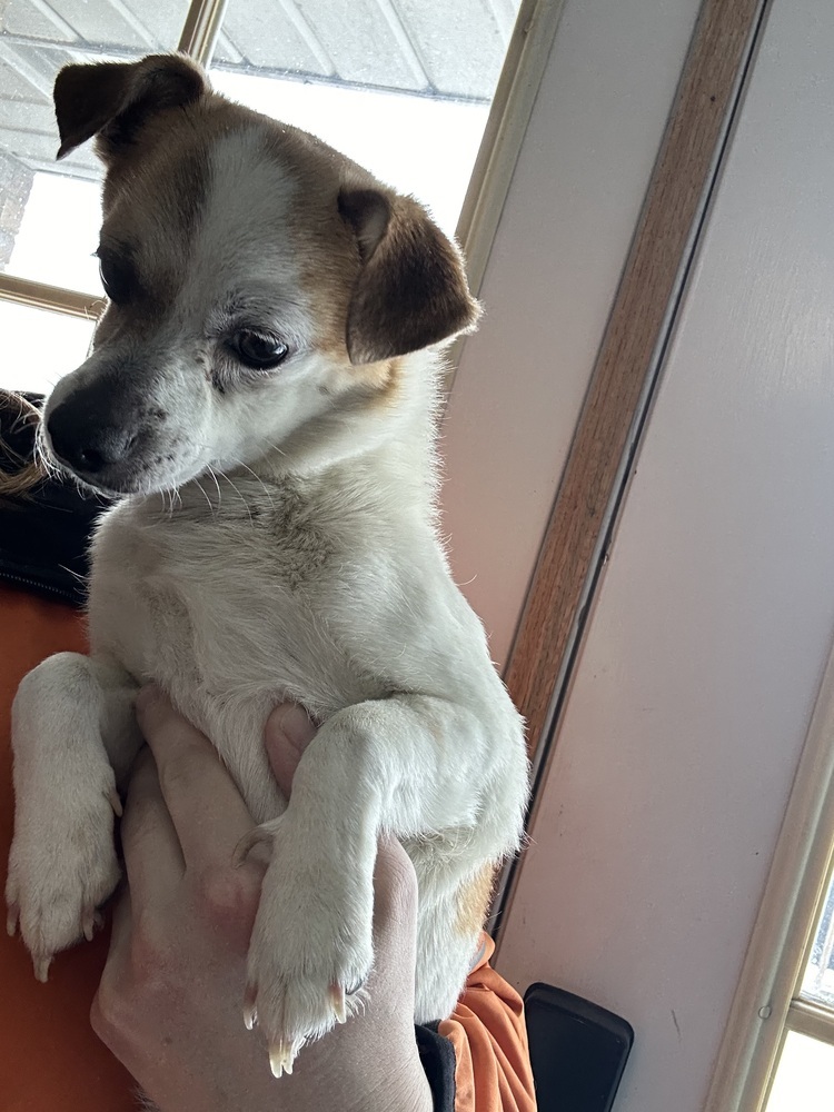 Cash, an adoptable Chihuahua in Herriman, UT, 84096 | Photo Image 2