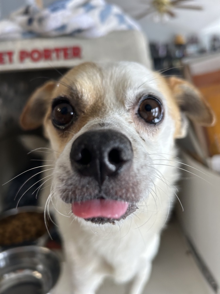 Cash, an adoptable Chihuahua in Herriman, UT, 84096 | Photo Image 3