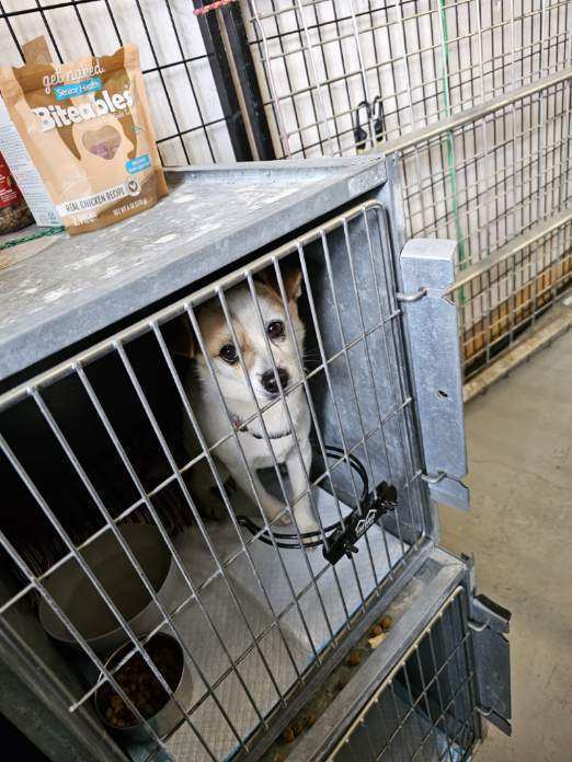 Cash, an adoptable Chihuahua in Herriman, UT, 84096 | Photo Image 4