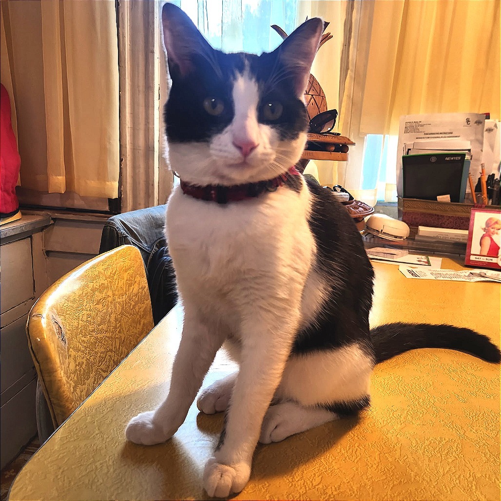 Pepita