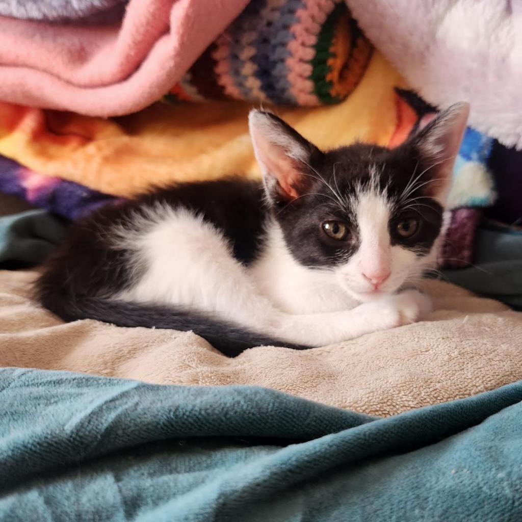 Pepita