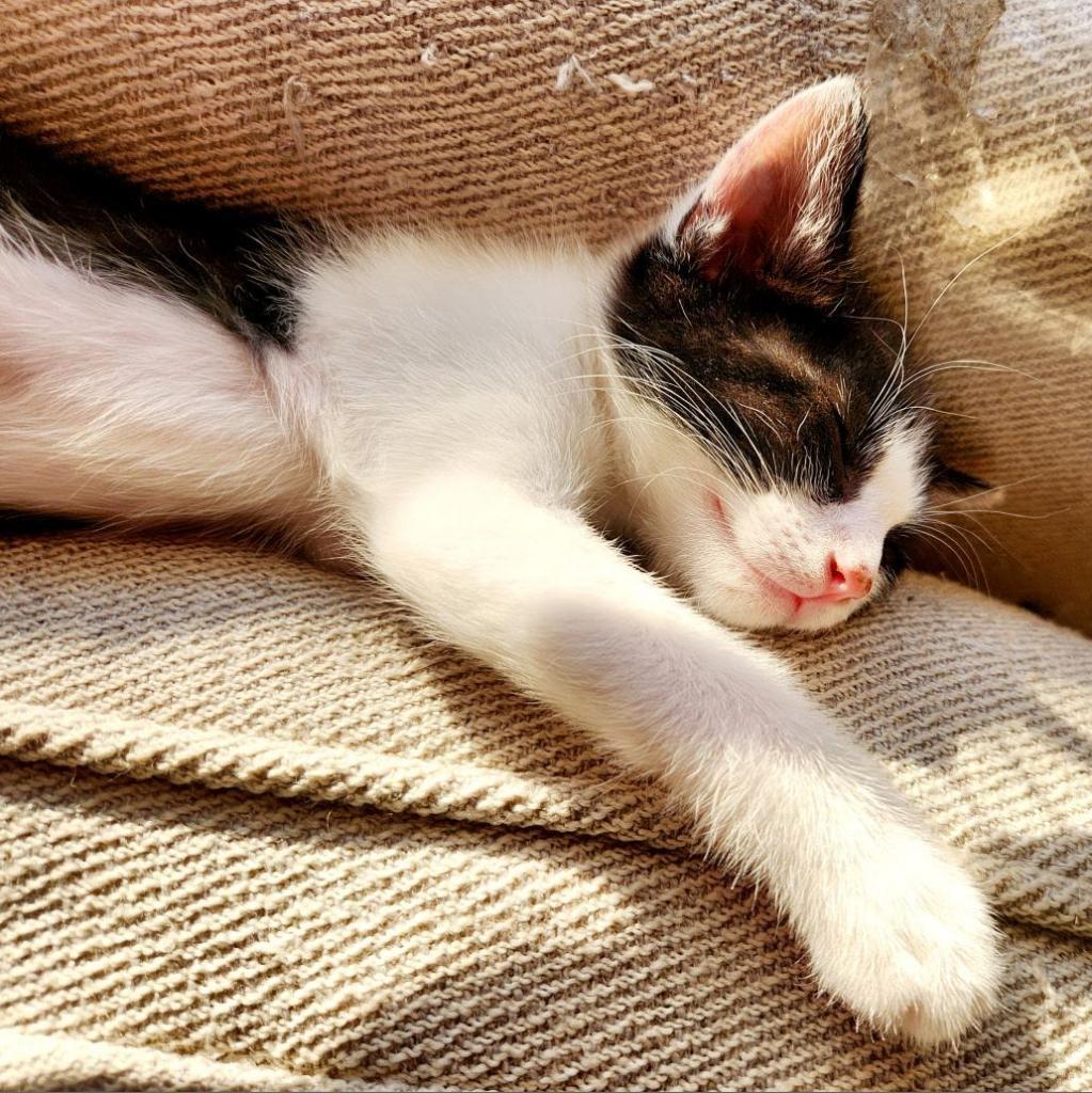 Pepita