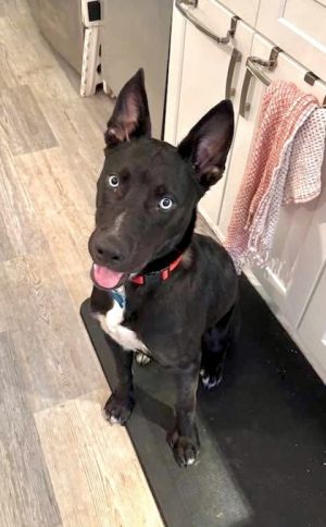 Macaw - IN FOSTER, Adult Male Mixed Breed