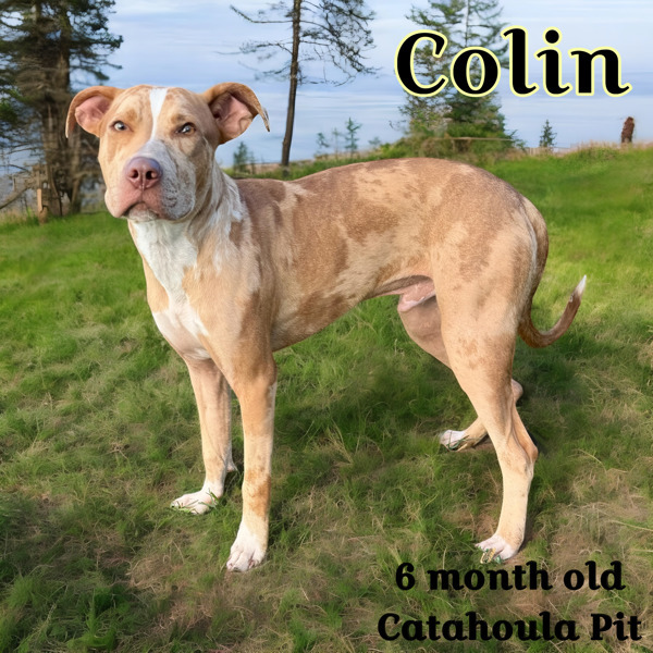 Colin