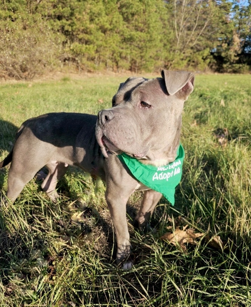 Penelope (Local)