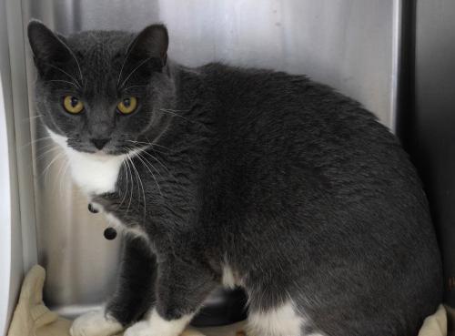 Smokey Cat, an adoptable Domestic Short Hair in Thief River Falls, MN, 56701 | Photo Image 1