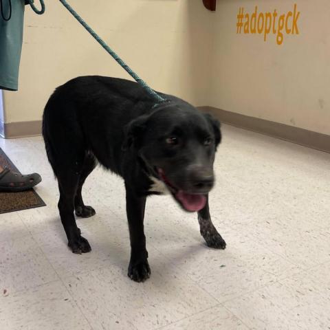 Lisa, an adoptable Black Labrador Retriever, Australian Cattle Dog / Blue Heeler in Garden City, KS, 67846 | Photo Image 1