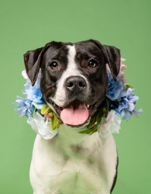 Picaboo Pit Bull Terrier Dog