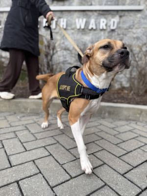 Dove Pit Bull Terrier Dog
